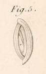 Miliolites opposita Lamarck, 1804 