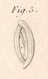 Miliolites opposita Lamarck, 1804 Miliolites opposita Lamarck, 1804