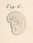 Renulites opercularia Lamarck, 1804
