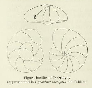 Gyroidina laevigata d'Orbigny, 1826 Gyroidina laevigata d'Orbigny, 1826