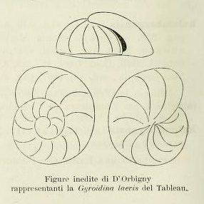 Gyroidina laevis d'Orbigny, 1826 Gyroidina laevis d'Orbigny, 1826
