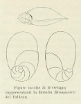 Rotalia brongnartii d'Orbigny, 1826