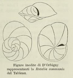 Rotalia communis d'Orbigny, 1826 Rotalia communis d'Orbigny, 1826