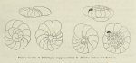 Rotalia italica d'Orbigny, 1826