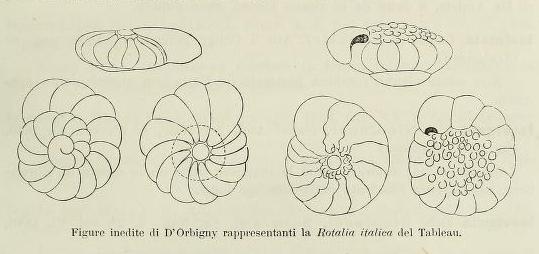 Rotalia italica d'Orbigny, 1826 Rotalia italica d'Orbigny, 1826