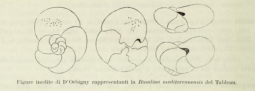 Rosalina mediterranensis d'Orbigny, 1826 Rosalina mediterranensis d'Orbigny, 1826