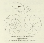 Rotalia siennensis (d'Orbigny, 1826)