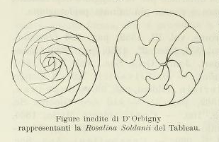 Rosalina soldanii d'Orbigny, 1826 Rosalina soldanii d'Orbigny, 1826