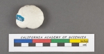 Rotalia (Turbinuline) tortuosa d'Orbigny, 1826
