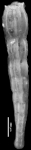 Amphimorphina hauerina Neugeboren, 1850 Topotype