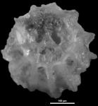 Amphimorphina haeurina Neugeboren, 1850 topotype