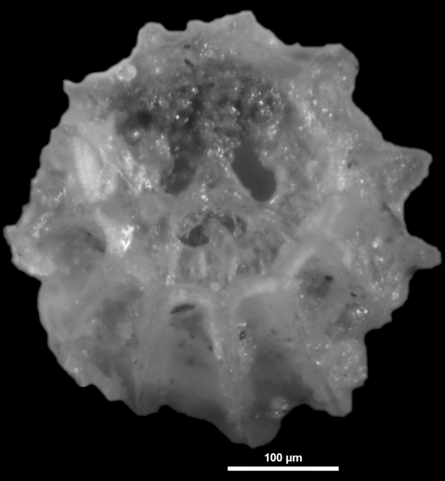 Amphimorphina haeurina Neugeboren, 1850 topotype Amphimorphina haeurina Neugeboren, 1850 topotype