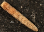Plectofrondicularia trinitaensis Cushman & Jarvis, 1929