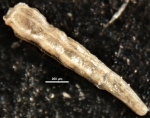 Amphimorphina hauerina Neugeboren, 1850 topotype