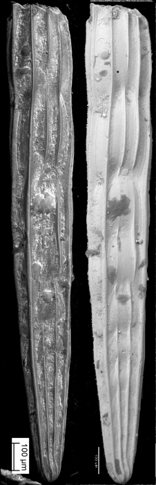 Amphimorphina miocenica Cushman, 1948 Amphimorphina miocenica Cushman, 1948
