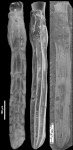 Amphimorphina gracilis Cushman and Todd, 1948 Holotype