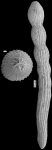 Amphimorphina tenuistriata Cushman & Bermudez, 1936 Holotype