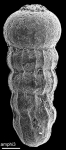 Amphimorphinella butonensis Keyzer, 1953 Identified specimen
