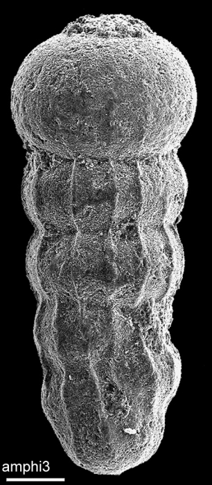 Amphimorphinella butonensis Keyzer, 1953 Identified specimen Amphimorphinella butonensis Keyzer, 1953 Identified specimen