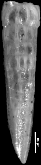 Dentalina barnesi Rankin, 1934 HOLOTYPE Dentalina barnesi Rankin, 1934 HOLOTYPE