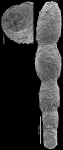 Anastomosa boomgaarti Hayward & van Kerckhoven, 2012 PARATYPE