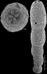 Anastomosa boomgaarti Hayward & van Kerckhoven, 2012 PARATYPE
