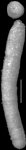 Anatomosa boomgaarti Hayward & Van Kerckhoven, 2012 HOLOTYPE