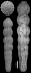 Chrysalogonium breviloculum Cushman & Jarvis, 1934 HOLOTYPE