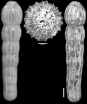 Chrysalogonium magallanicum Todd & Kniker, 1952 HOLOTYPE