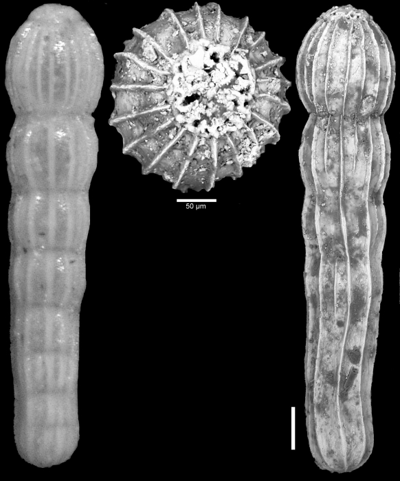 Chrysalogonium magallanicum Todd & Kniker, 1952 HOLOTYPE Chrysalogonium magallanicum Todd & Kniker, 1952 HOLOTYPE