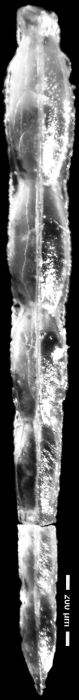 Nodosaria chapmani Tappan, 1940 HOLOTYPE Nodosaria chapmani Tappan, 1940 HOLOTYPE