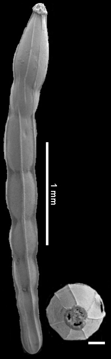 Anastomosa nuttalli (Hedberg, 1937) IDENTIFIED SPECIMEN Anastomosa nuttalli (Hedberg, 1937) IDENTIFIED SPECIMEN
