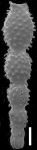 Stilostomella bortanica Hornibrook, 1961, topotype, author: Hayward, Bruce