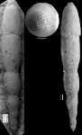 Chrysalogonium ciperense Cushman & Stainforth, 1945 HOLOTYPE
