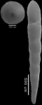 Chrysalogonium ciperense Cushman & Stainforth, 1945 MICROSPHERIC FORM