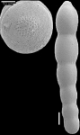 Chrysalogonium ciperense Cushman & Stainforth, 1945 MACROSPHERIC FORM