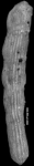 Chrysalogonium tappanae Said & Kenaway, 1956 HOLOTYPE