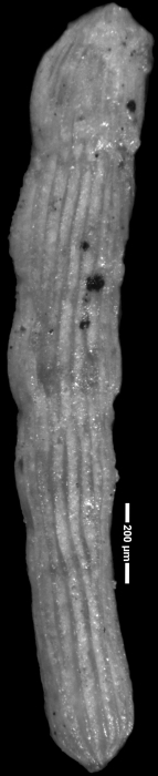 Chrysalogonium tappanae Said & Kenaway, 1956 HOLOTYPE Chrysalogonium tappanae Said & Kenaway, 1956 HOLOTYPE
