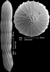 Chrysalogonium deceptorium (Schwager, 1866) IDENTIFIED SPECIMEN