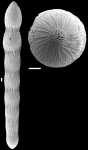 Chrysalogonium equisetiformis (Schwager, 1866) IDENTIFIED SPECIMEN