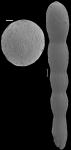Chrysalogonium equisetiformis (Schwager, 1866) IDENTIFIED SPECIMEN