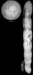 Chrysalogonium tenuicostatum Cushman & Bermudez, 1936 HOLOTYPE