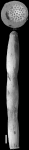 Chrysalogonium eximium Cushman, 1938 HOLOTYPE