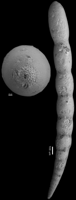 Chrysalogonium laeve Cushman & Bermudez, 1936 HOLOTYPE Chrysalogonium laeve Cushman & Bermudez, 1936 HOLOTYPE