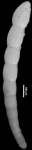 Chrysalogonium eocenicum Cushman & Todd, 1946 HOLOTYPE