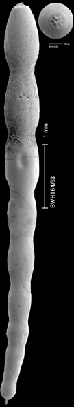 Chrysalogonium polystomum (Schwager, 1866) Chrysalogonium polystomum (Schwager, 1866)