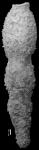 Chrysalogonium asperum Cushman & Stainforth, 1945. HOLOTYPE