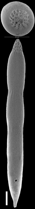 Cribroconica stimulea (Schwager, 1866) IDENTIFIED SPECIMEN Cribroconica stimulea (Schwager, 1866) IDENTIFIED SPECIMEN