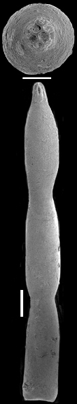Cribroconica texana (Cushman, 1936) IDENTIFIED SPECIMEN Cribroconica texana (Cushman, 1936) IDENTIFIED SPECIMEN