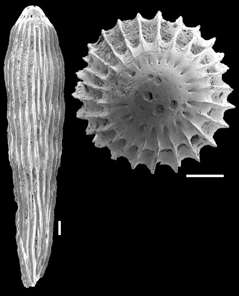 Epelistoma crassitesta (Schwager, 1866) IDENTIFIED SPECIMEN Epelistoma crassitesta (Schwager, 1866) IDENTIFIED SPECIMEN